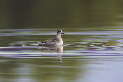 Grauwe Franjepoot / Red-necked Phalarope