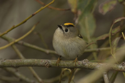 Goudhaan / Goldcrest