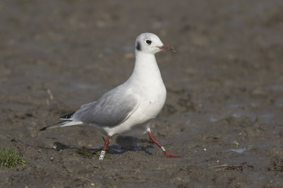 Kokmeeuw / Black-headed Gull