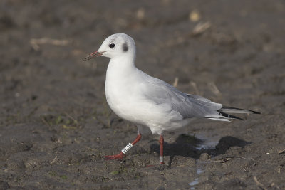 Kokmeeuw / Black-headed Gull