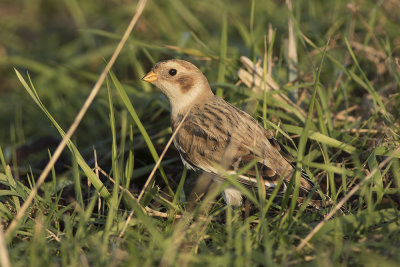 Sneeuwgors / Snow Bunting