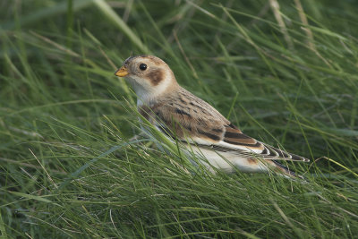 Sneeuwgors / Snow Bunting