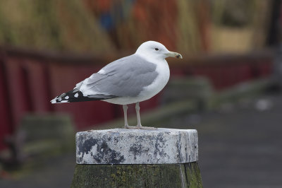 Pontische Meeuw / Caspian Gull