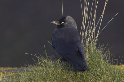 Kauw / Western Jackdaw