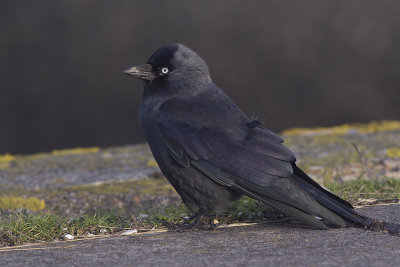 Kauw / Western Jackdaw