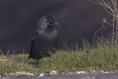 Eurasian Jackdaw
