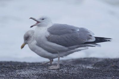 Pontische Meeuw / Caspian Gull