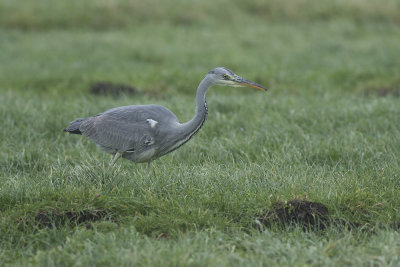 Blauwe Reiger / Grey Heron