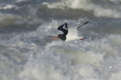 Scholekster / Oystercatcher