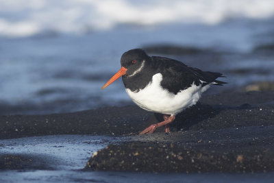 Scholekster / Oystercatcher