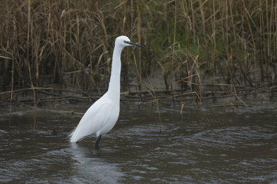 Kleine Zilverreiger / Little Egret