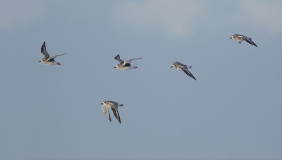 Zilverplevier / Grey Plover