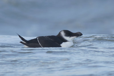 Alk / Razorbill