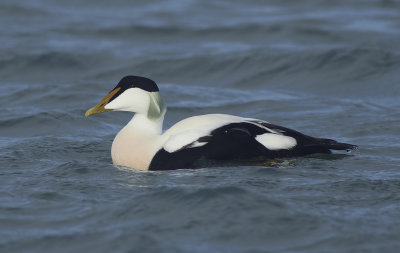 Eider / Common Eider