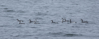 Parelduiker / Black-throated Diver