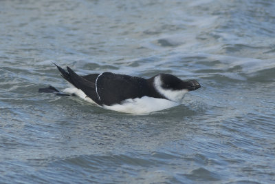 Alk / Razorbill