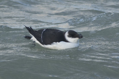 Alk / Razorbill