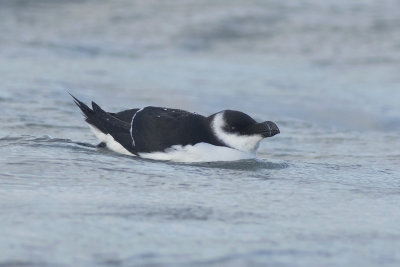 Alk / Razorbill