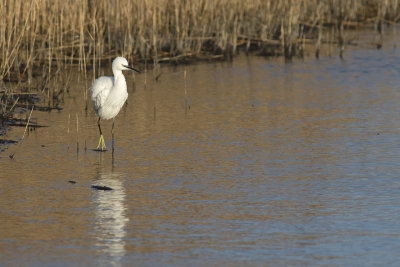 Kleine Zilverreiger / Little Egret