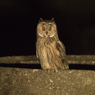 Ransuil / Long-eared Owl