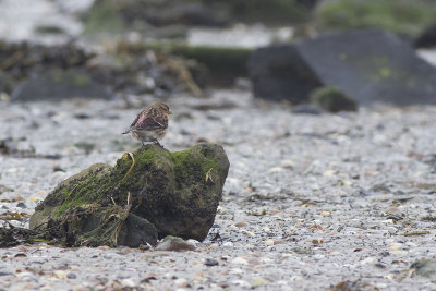 Frater / Twite