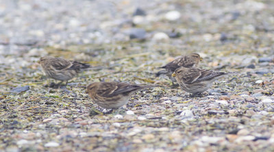 Frater / Twite