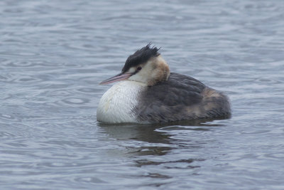 Great Crested Grebe