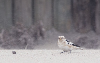 Sneeuwgors / Snow Bunting