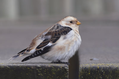 Sneeuwgors / Snow Bunting