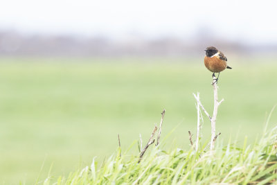 Roodborsttapuit / European Stonechat