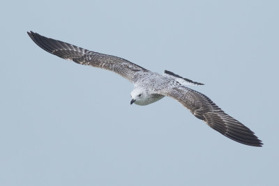 Pontische Meeuw / Caspian Gull