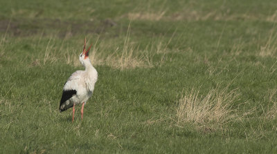 Ooievaar / White Stork