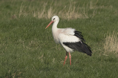 White Stork