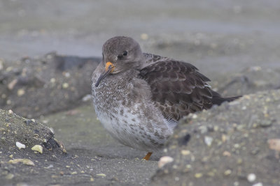 Paarse Strandloper / Purple Sandpiper