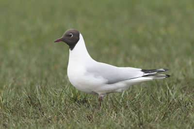 Kokmeeuw / Black-headed Gull