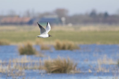 Kokmeeuw / Black-headed Gull
