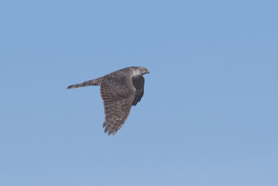 Sperwer / Sparrow Hawk