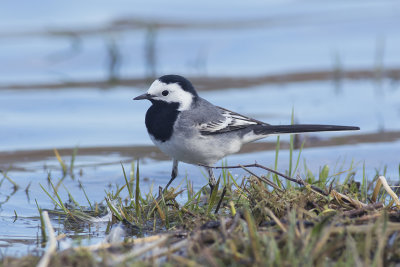 Witte Kwikstaart / White Wagtail