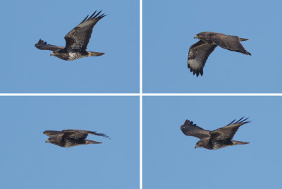 Buizerd / Common Buzzard