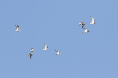 Kemphaan / Ruff