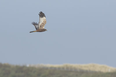 Bruine Kiekendief / Marsh Harrier