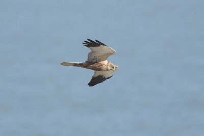 Bruine Kiekendief / Marsh Harrier