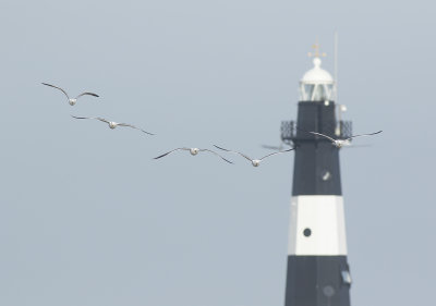 Kleine Mantelmeeuw / Lesser Black-backed Gull
