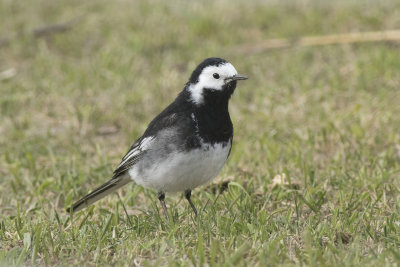 Rouwkwikstaart / Pied Wagtail