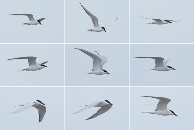 Lachstern / Gull-billed Tern