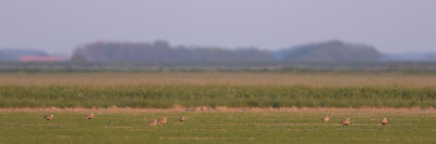 Morinelplevier / Eurasian Dotterel