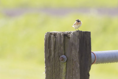 Paapje / Common Whinchat