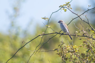 Grauwe Klauwier / Red-backed Shrike