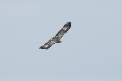 Steppearend / Steppe Eagle