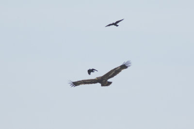 Steppearend / Steppe Eagle